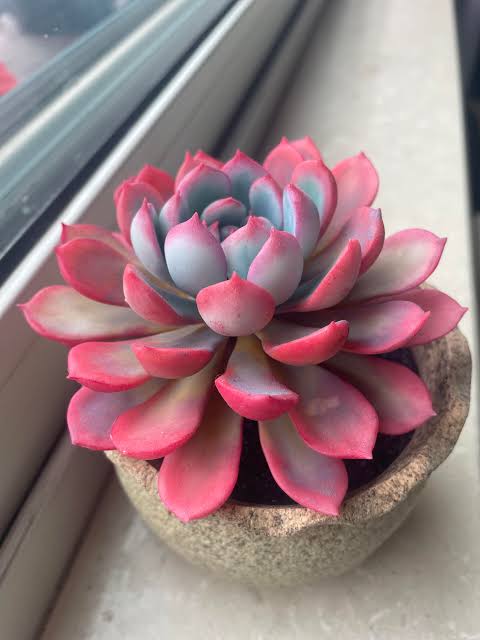 The Succulent That Never Dies