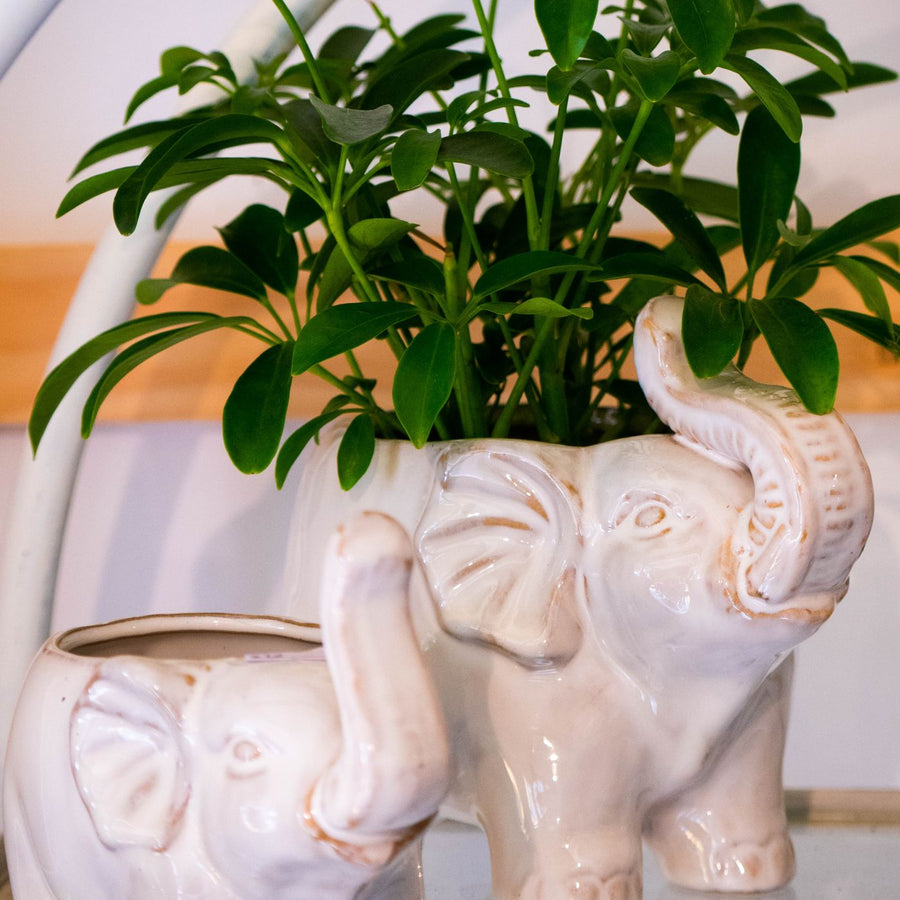 Orchid Pot with Side Vents
